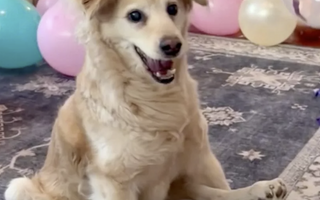 Partially Paralyzed Dog Celebrates 13th Birthday In Style
