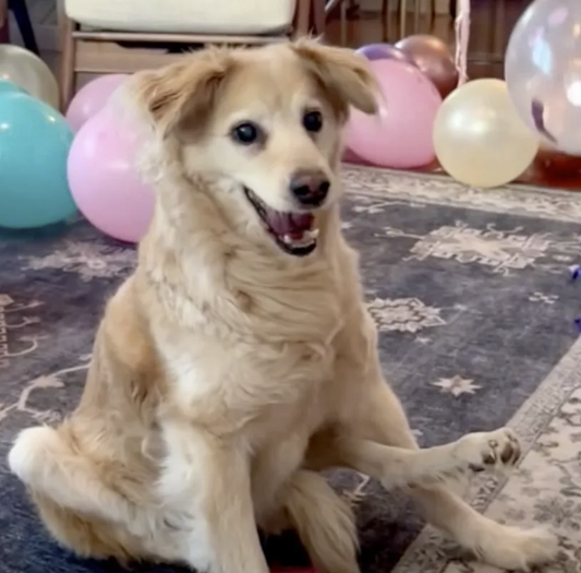 Partially Paralyzed Dog Celebrates 13th Birthday In Style