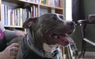 Dog's Nearly 600-Day Shelter Stay Ends with a Limo Ride to His Forever Home
