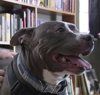 Dog's Nearly 600-Day Shelter Stay Ends with a Limo Ride to His Forever Home