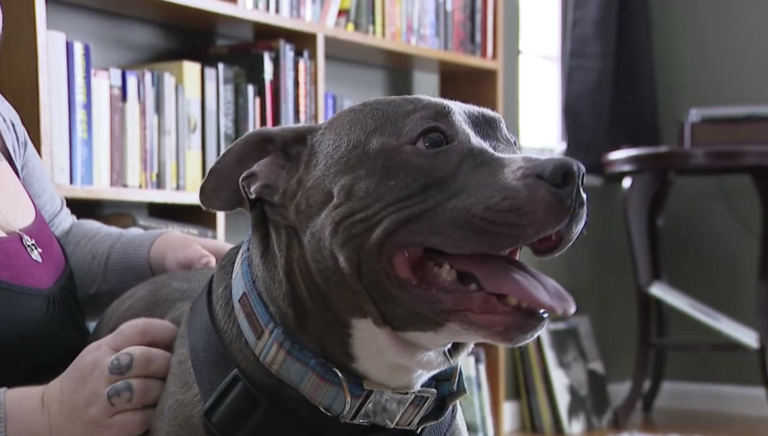 Dog's Nearly 600-Day Shelter Stay Ends with a Limo Ride to His Forever Home