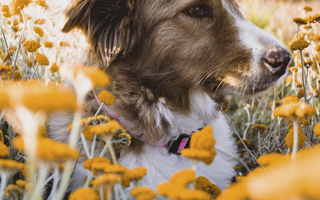Spring Safety Tips for Dogs