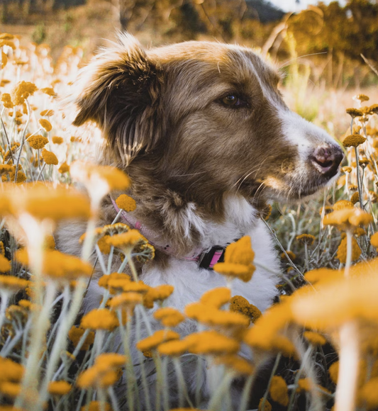Spring Safety Tips for Dogs