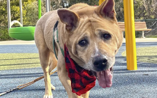 Senior Dog Finds Forever Home with Senior Citizen