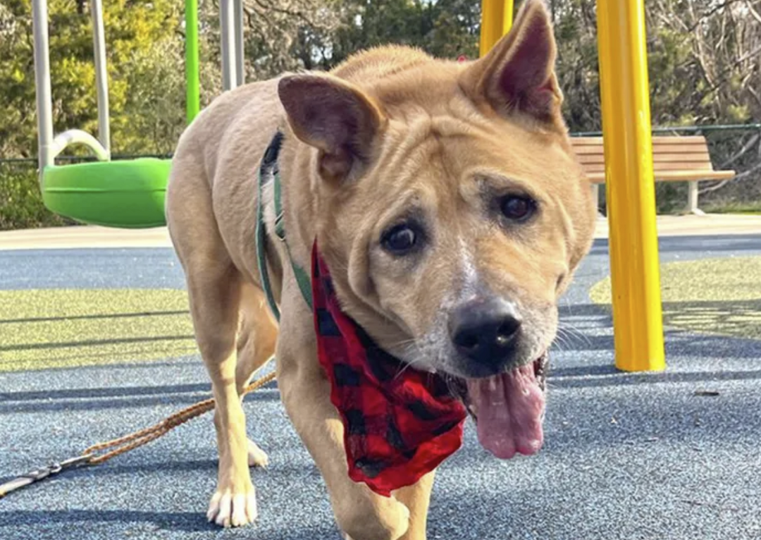 Senior Dog Finds Forever Home with Senior Citizen