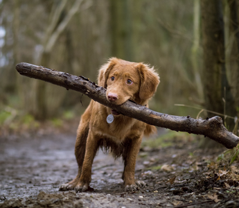 Dog-Friendly Destinations for Outdoor Adventures