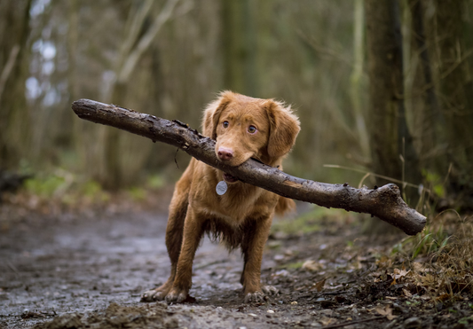 Dog-Friendly Destinations for Outdoor Adventures