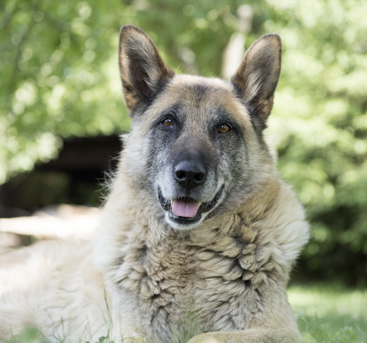 Navigating Arthritis: High-Risk Dog Breeds and Care Tips