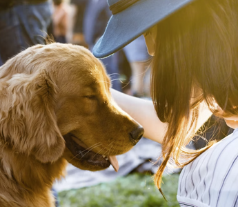 Canine Cuisine: Spring Recipes for Outdoor Picnics with Your Pup