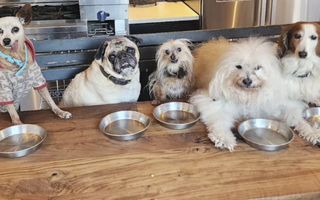 Retiree Adopts Senior Dogs to Give Love In Their Twilight Years