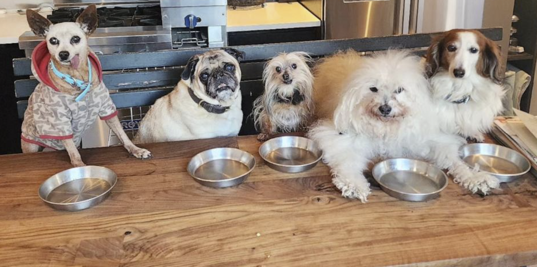 Retiree Adopts Senior Dogs to Give Love In Their Twilight Years