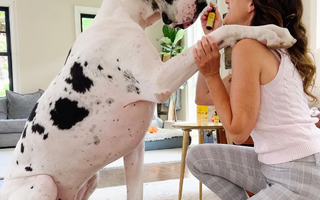 Unleashing Success: Behind the Scenes with Sabrina and Her Great Danes
