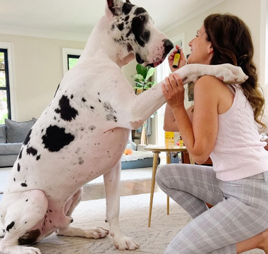 Unleashing Success: Behind the Scenes with Sabrina and Her Great Danes