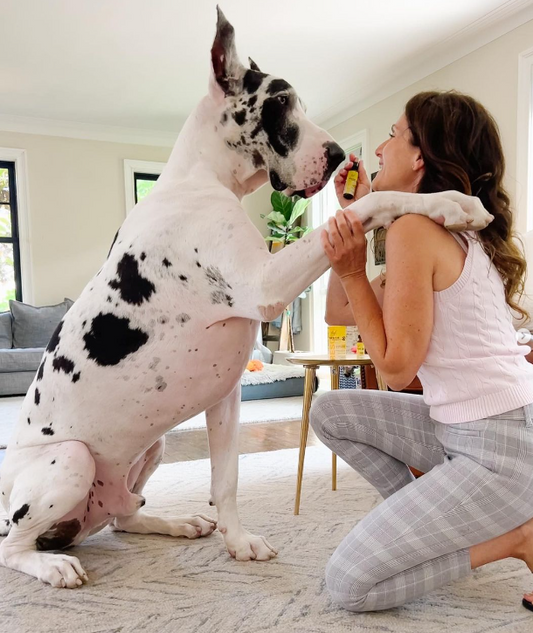 Unleashing Success: Behind the Scenes with Sabrina and Her Great Danes