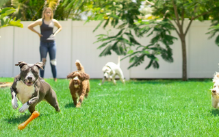 DIY Outdoor Doggy Play Spaces