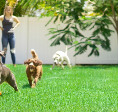 DIY Outdoor Doggy Play Spaces
