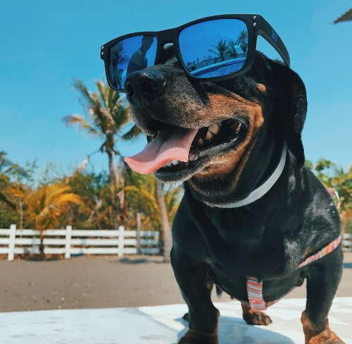 DIY Dog-Friendly Frozen Treats for Summer