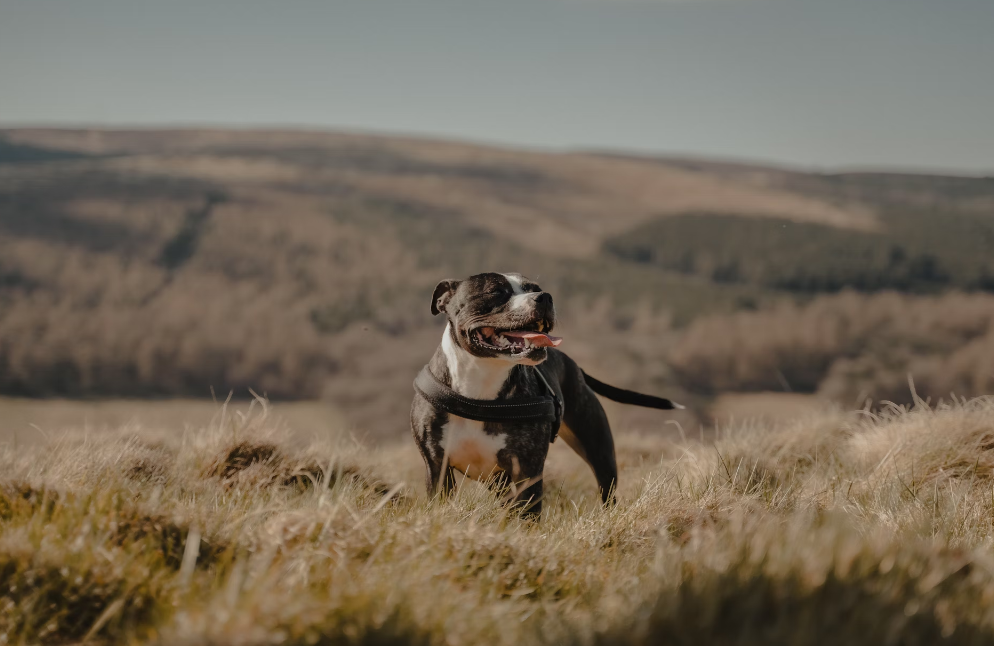 Tips for Protecting Your Dog from Seasonal Allergies