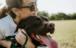 Aging Dogs: Key Health Signs to Watch and Essential Care Tips