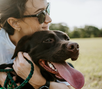 Aging Dogs: Key Health Signs to Watch and Essential Care Tips