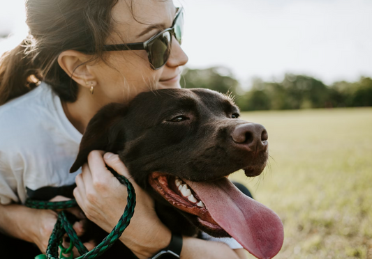 Aging Dogs: Key Health Signs to Watch and Essential Care Tips