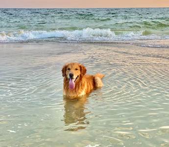 Preparing Your Big Dog for a Thrilling Summer Ahead!