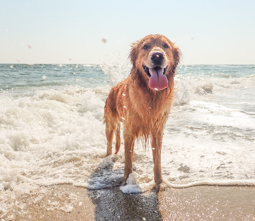 Beach Day Essentials for Dogs