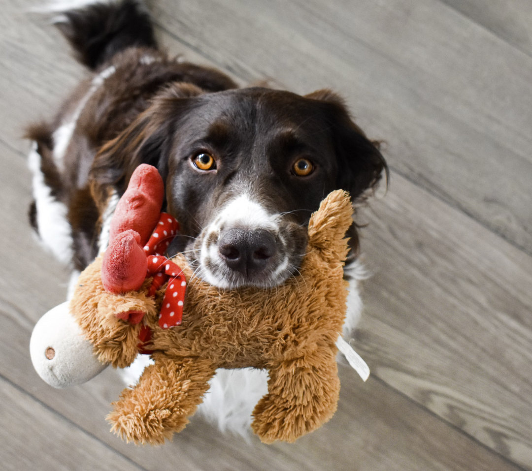 DIY Dog Toys for Summer