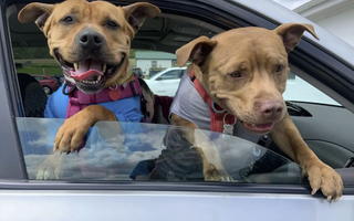 Shelter Dog Finds Forever Home and New Best Friend
