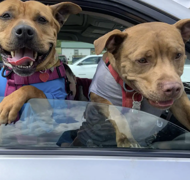Shelter Dog Finds Forever Home and New Best Friend
