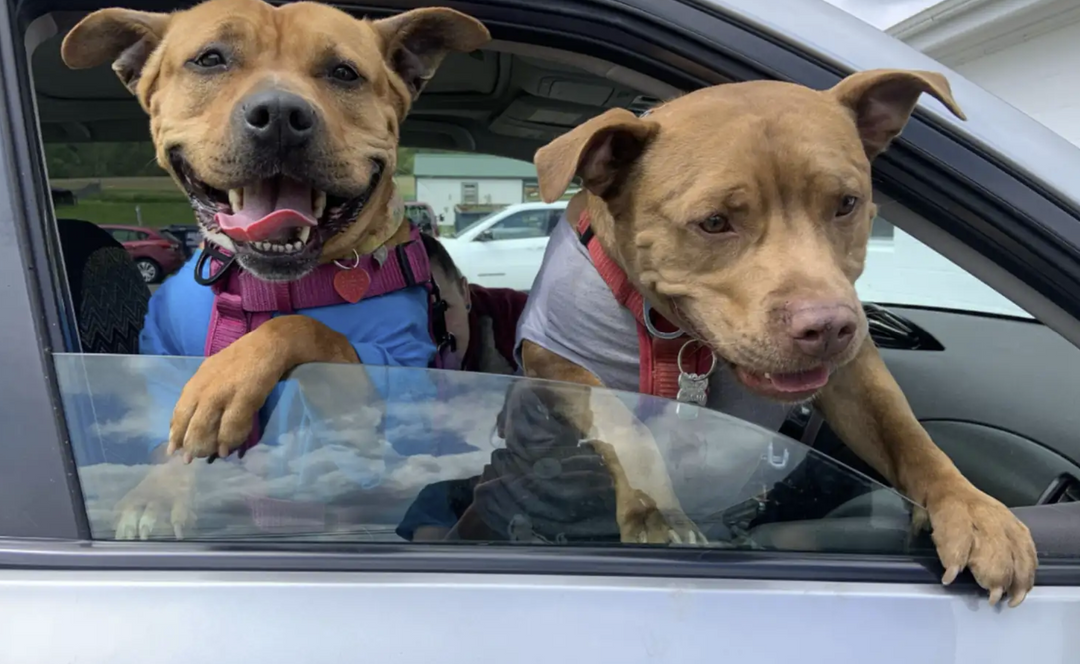 Shelter Dog Finds Forever Home and New Best Friend