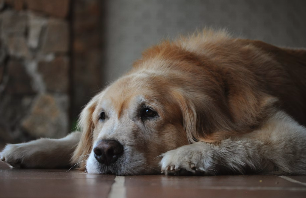 Creating a Comfortable Living Environment for Senior Dogs