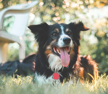 10 Vet Tips to Keep Your Senior Dog Cool and Active This Summer
