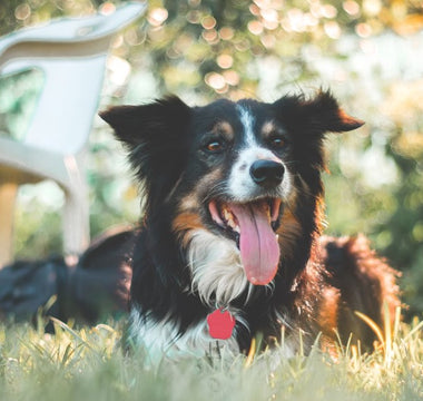 10 Vet Tips to Keep Your Senior Dog Cool and Active This Summer