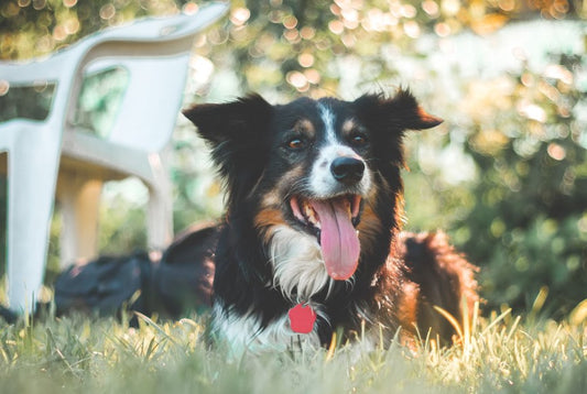 10 Vet Tips to Keep Your Senior Dog Cool and Active This Summer