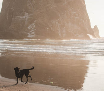 Beach Day with Your Puppy: What You Need to Know