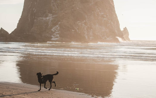 Beach Day with Your Puppy: What You Need to Know