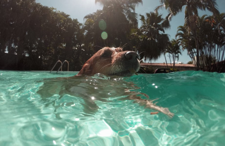 Cool Summer Workouts for Your Dog