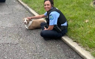 Police Find Injured Dog on Roadside and Change Her Life Forever