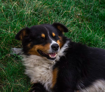 Keeping Your Pup Fit and Fabulous: The Secret to Healthy Joints