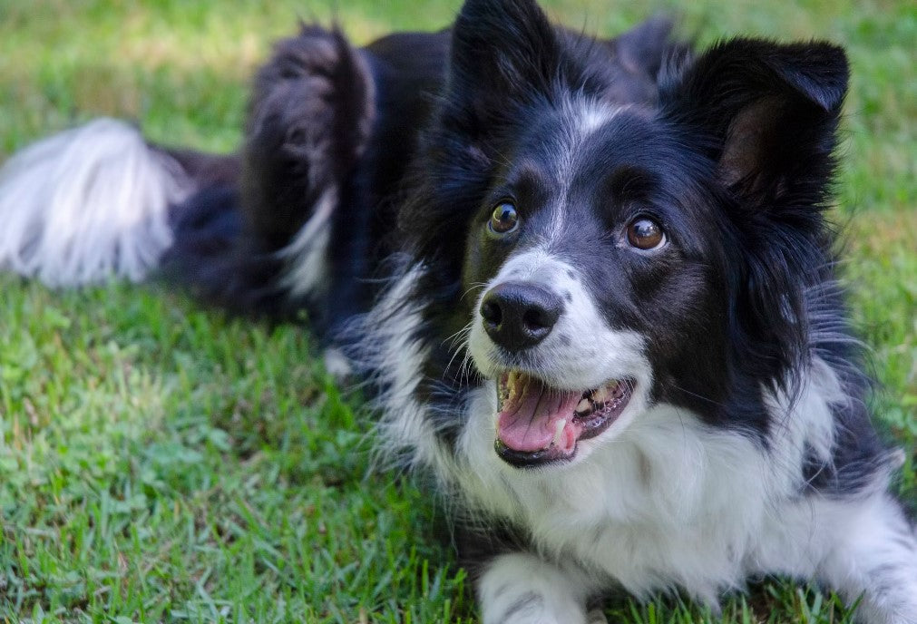 4 Sports You Can Do With Your Pup