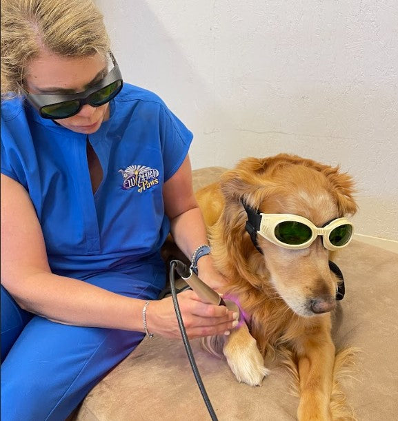 What is Canine Rehabilitation?