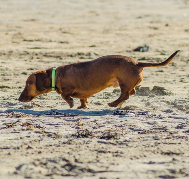 Low-Impact Exercises for Dogs with Arthritis