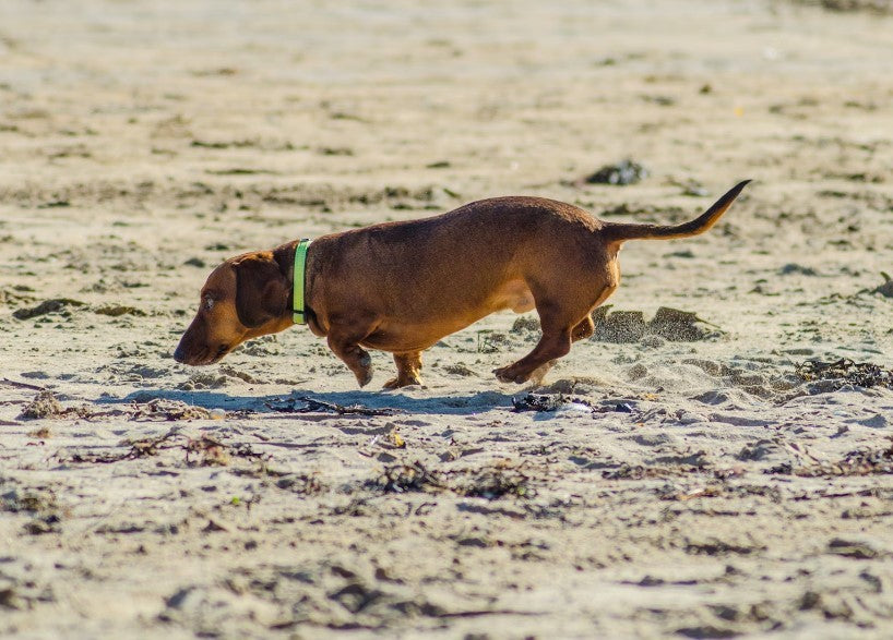Low-Impact Exercises for Dogs with Arthritis