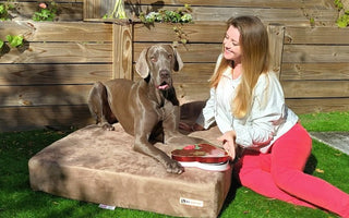 Forever Love: Keeping Your Dog Healthy for a Lifetime