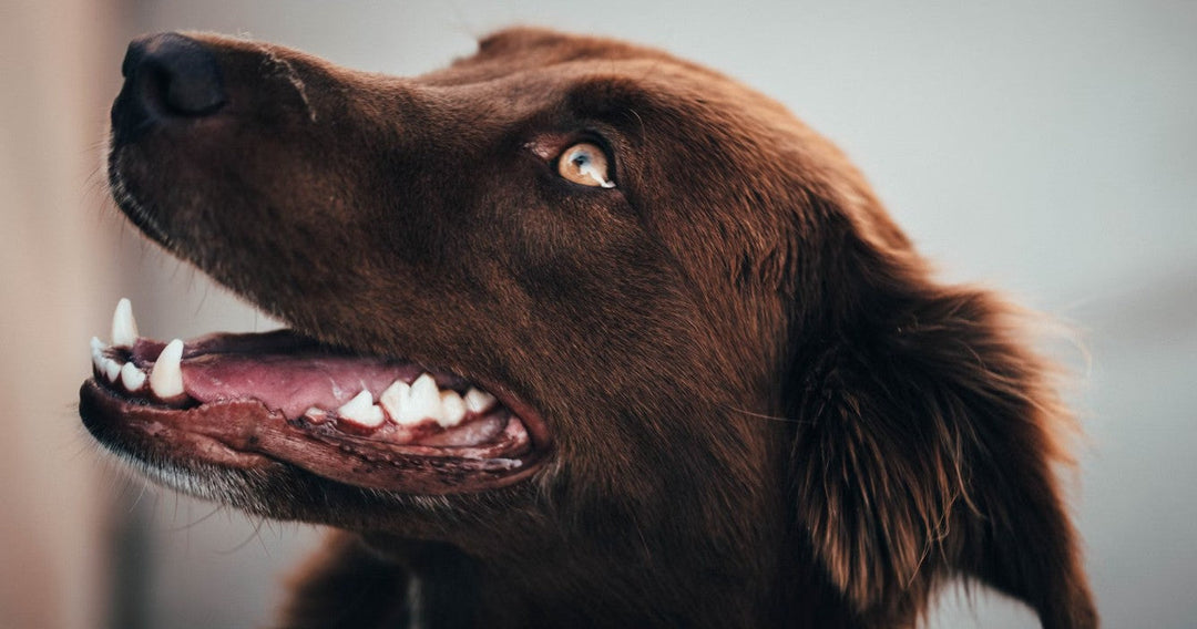 Celebrate Pet Dental Health Month!