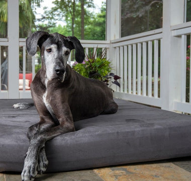 The Luck of the (Irish) Setter: Are Some Breeds More Prone to Joint Issues?