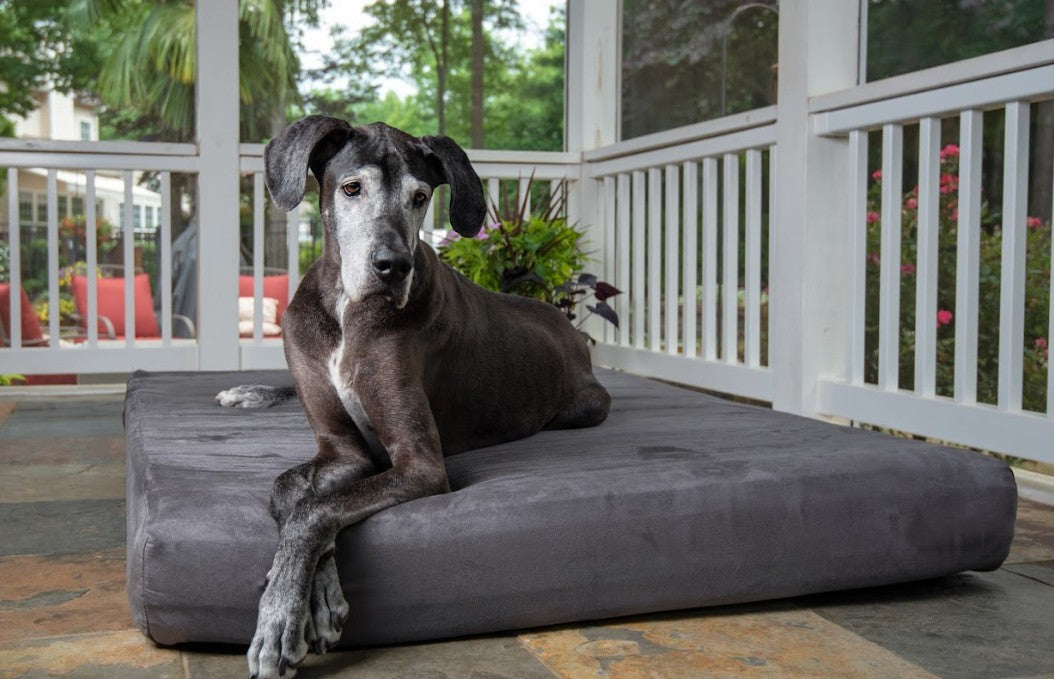 The Luck of the (Irish) Setter: Are Some Breeds More Prone to Joint Issues?