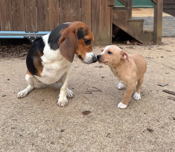 Tripod Dog Thrilled to Meet a Foster Pup Just Like Him