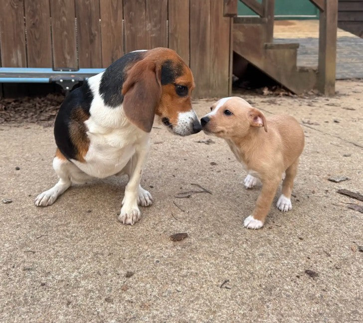 Tripod Dog Thrilled to Meet a Foster Pup Just Like Him